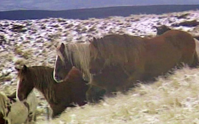 chevaux sauvages du Cantal