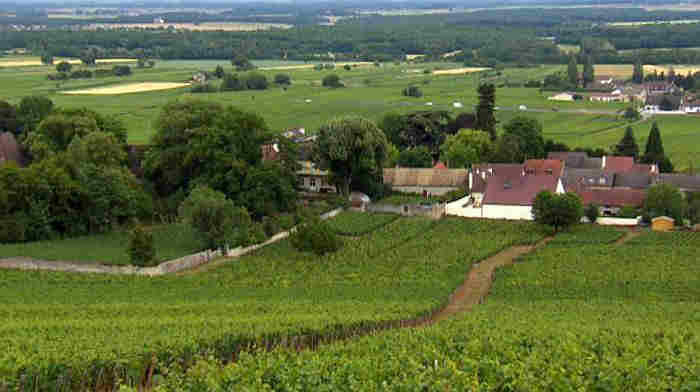 Vignoble de Bourgogne &agrave; Morey St-Denis