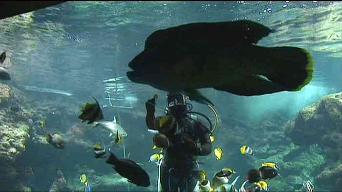 Oc&eacute;anopolis Brest