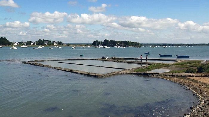 Parc &agrave; huitre dans le Golfe du Morbihan