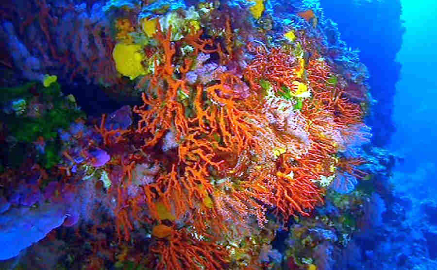 Corail rouges Bonifacio