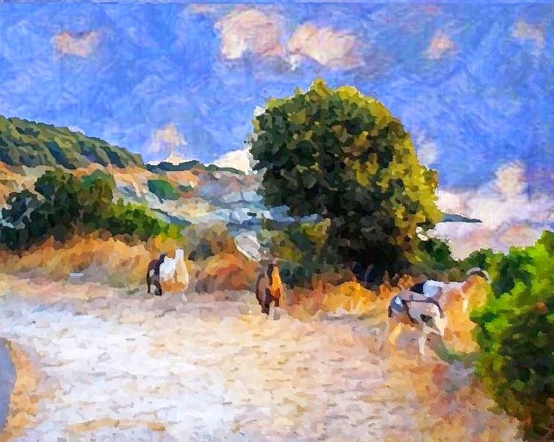 Les belles du cap Corse par Dan Kopel