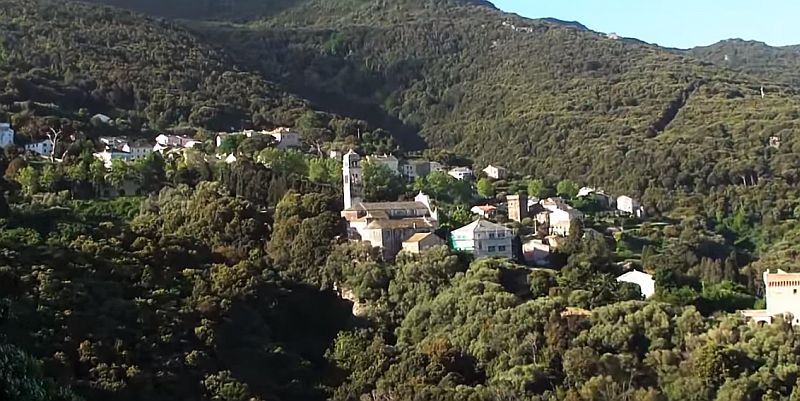 Pino cap Corse