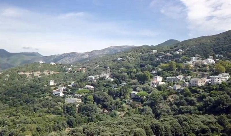 Pino cap Corse