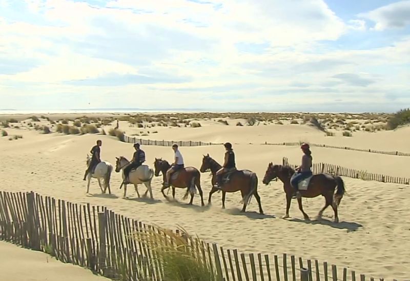 Chevaux sur le pointe de l'Espiguette, le Grau du Roi