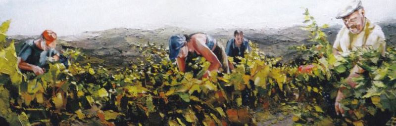 Vignes d'Olargues par Els Knockaert