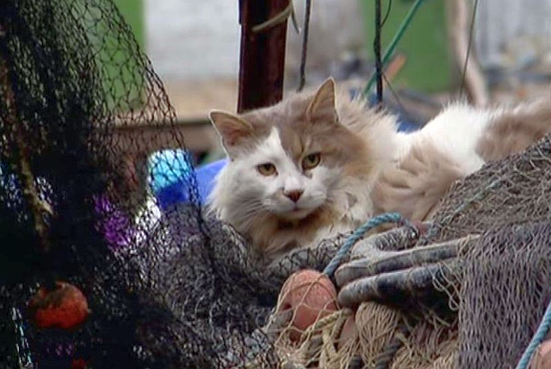 Chat &agrave; S&egrave;te