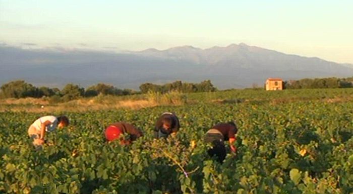 Vignogle de Rivesaltes