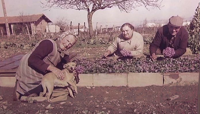 Cueillette de la violette, environs de Toulouse