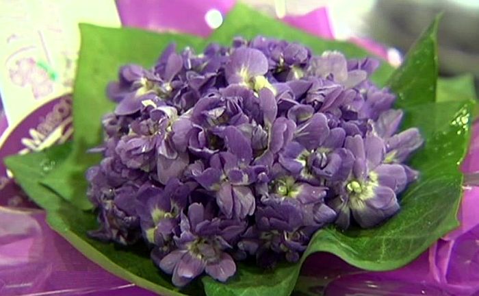 La violette de Toulouse