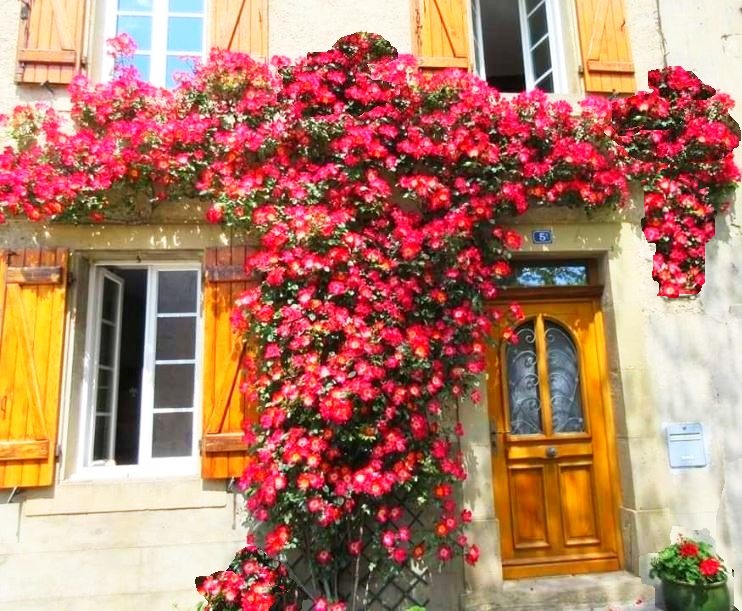 Rosier &agrave; Camon