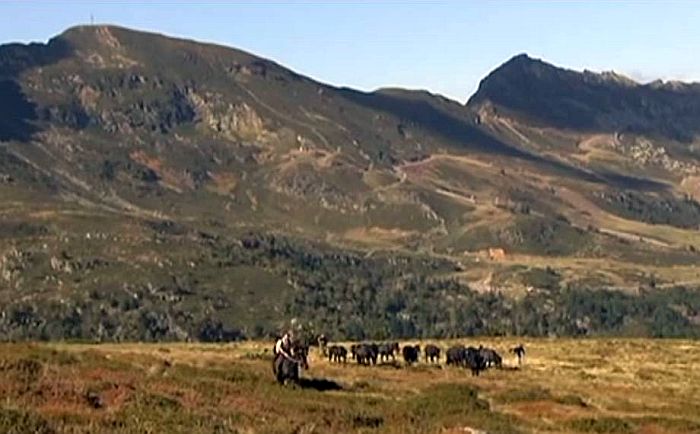 Chevaux de Merens