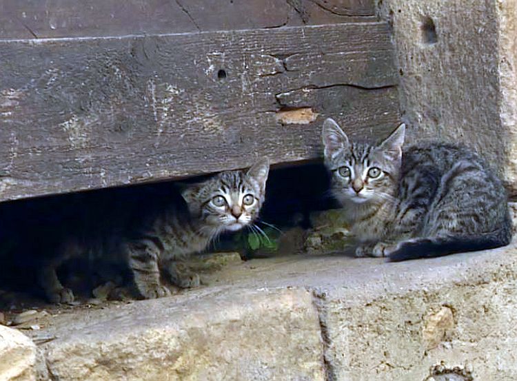 chatons de Saint-Come d'Olt