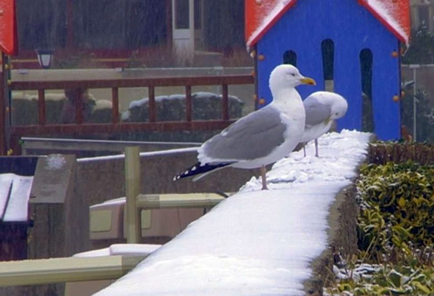 Les cormorans d'Etretat sous la neige