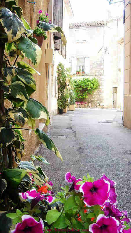 Fleurs, soleile t  bitume  vieux Mougins