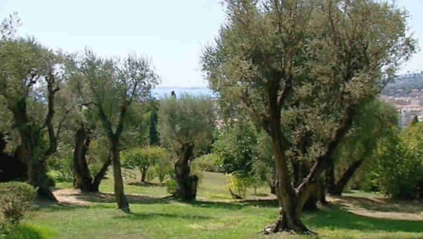 Paysage des Colettes &agrave; Cagnes