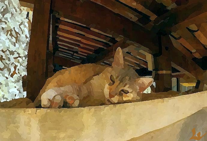 Chat lavoir de Coaraze par Laura Vooli