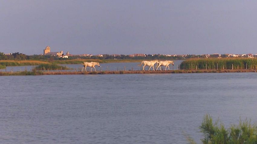 Chevaux devant les SAintes-Maries-de-la-Mer