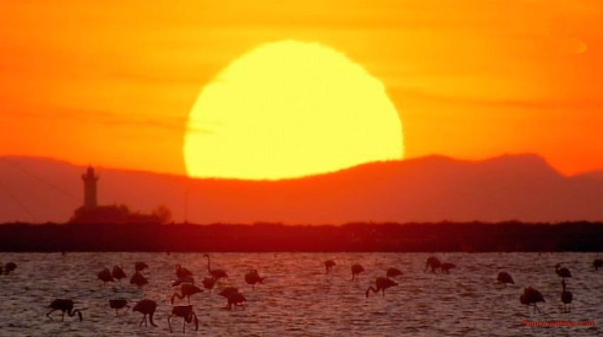 Coucher de soleil et  flamands roses sur l'&eacute;tang de Fangassier