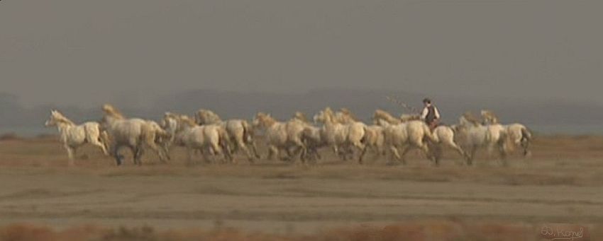 Guardians et chevaux Camrgue par Dan Kopel