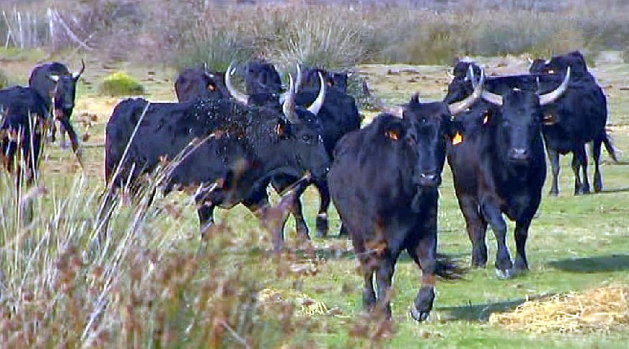 Taureaux en libert&eacute; en Camargue