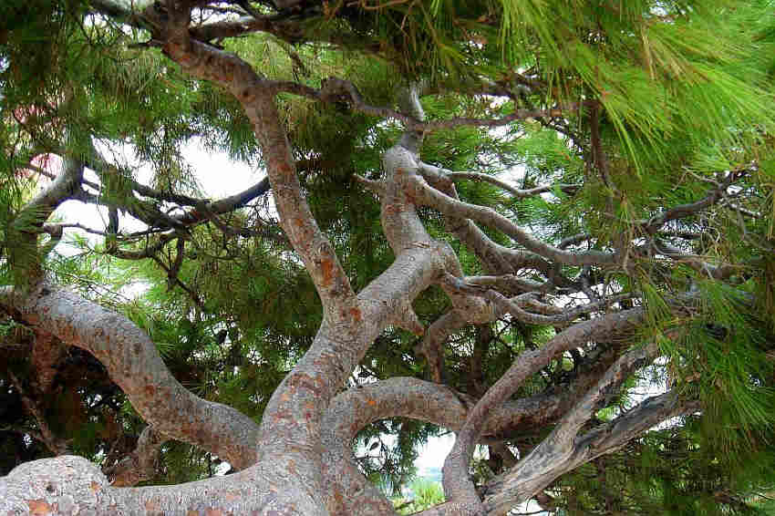 arbre centenaire Cassis