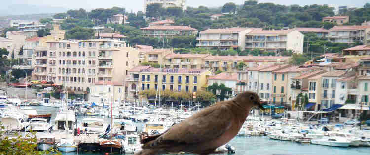 Tourterelle sur le port de Cassis