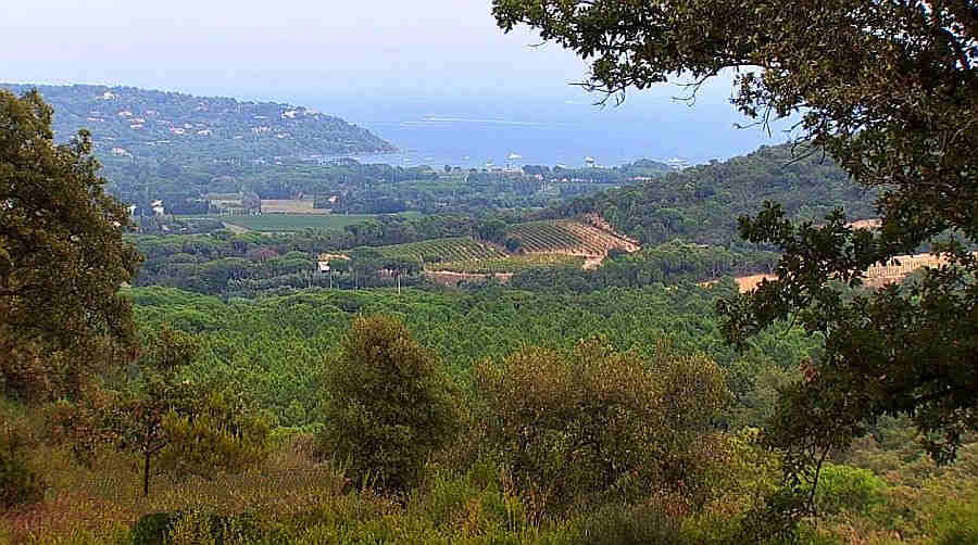 Vignoble de St-Tropez