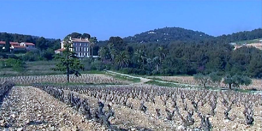 Vignes à Bandol
