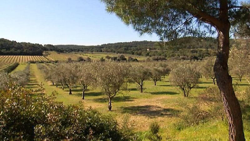 Conservatoire des exp&egrave;ces rares &agrave; Porquerolles 