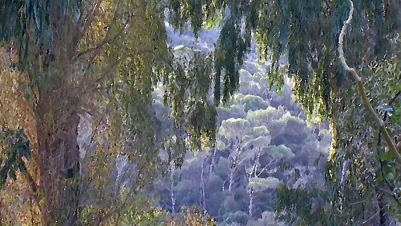 La  jungle de  Porquerolles par Dan Kopel