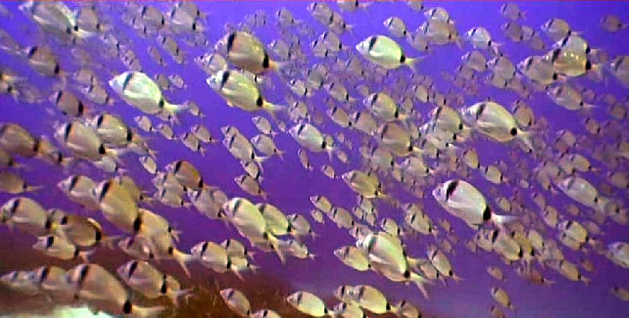 Poissons &agrave; Port-Cros