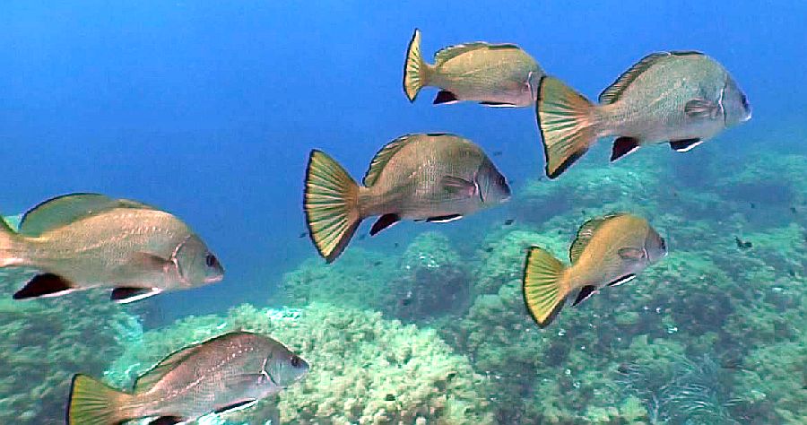 Poissons &agrave; Port-Cros