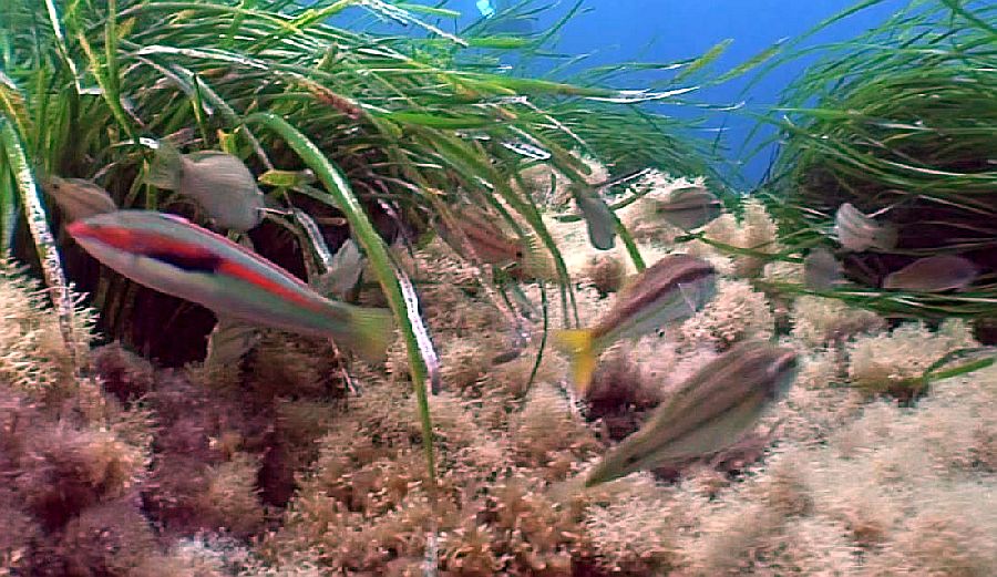 Poissons &agrave; Port-Cros
