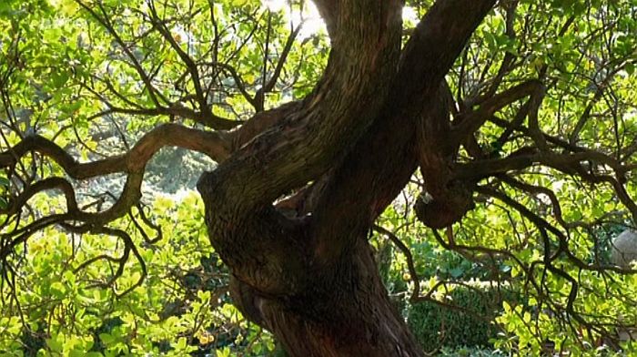 jardin de  la Louve &agrave; Bonnieux