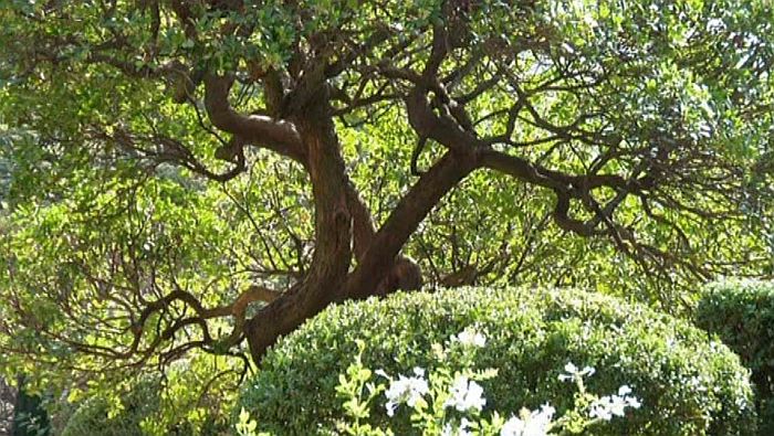 jardin de  la Louve &agrave; Bonnieux