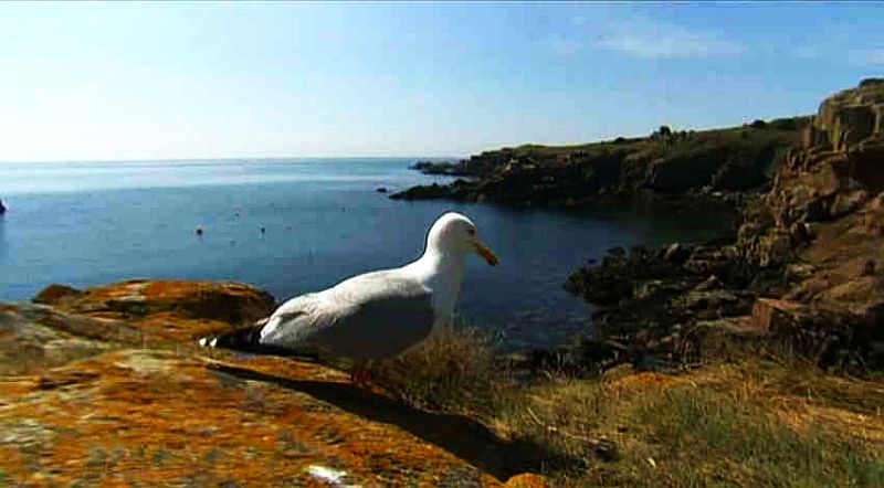 Cormoran, &icirc;le d'Yeu
