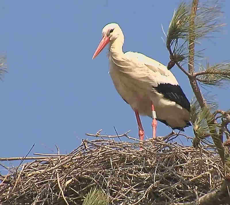 Cigogne   dans le parc du Mercanterre