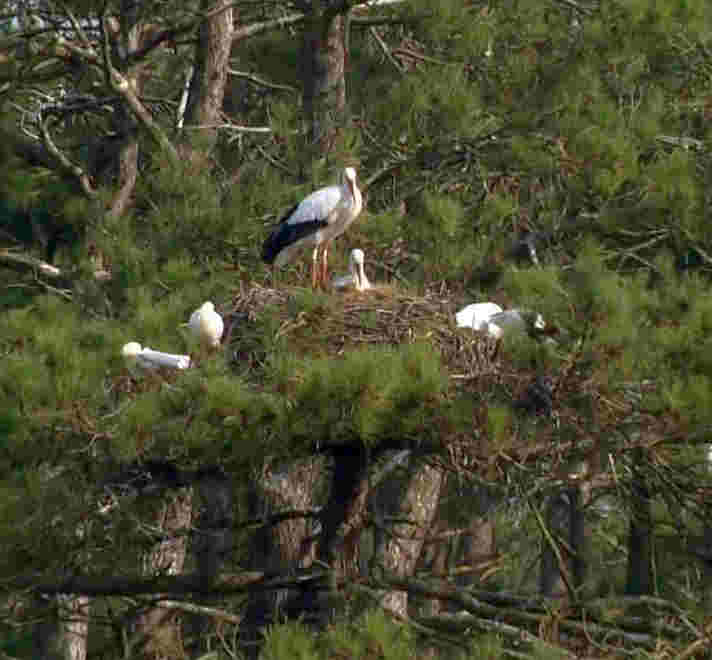 Nid  de cigognes dans le parc du Marquenterre