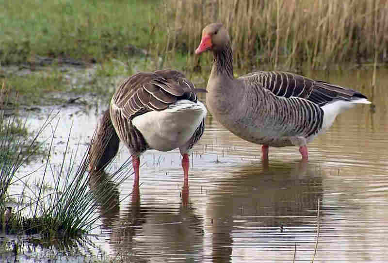 Oies cendr&eacute;es dans le parc du Marquenterre