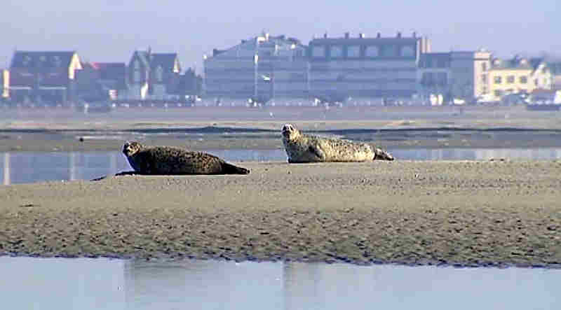 phoques de la baie de somme devant le Crotoy