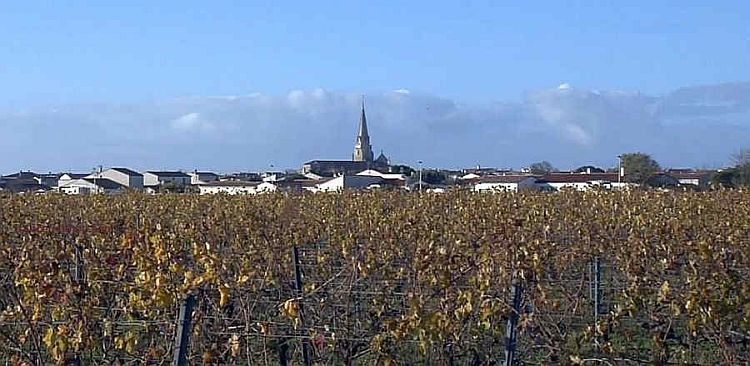 Les  vignes &agrave; Sainte-Marie de R&eacute;
