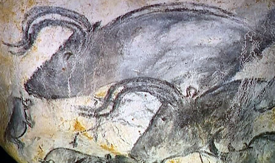 Groupe d'Aurochs, grotte Chauvet