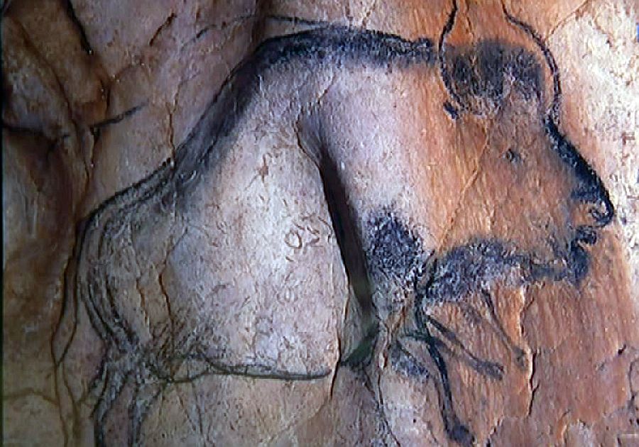 Bison, grotte Chauvet