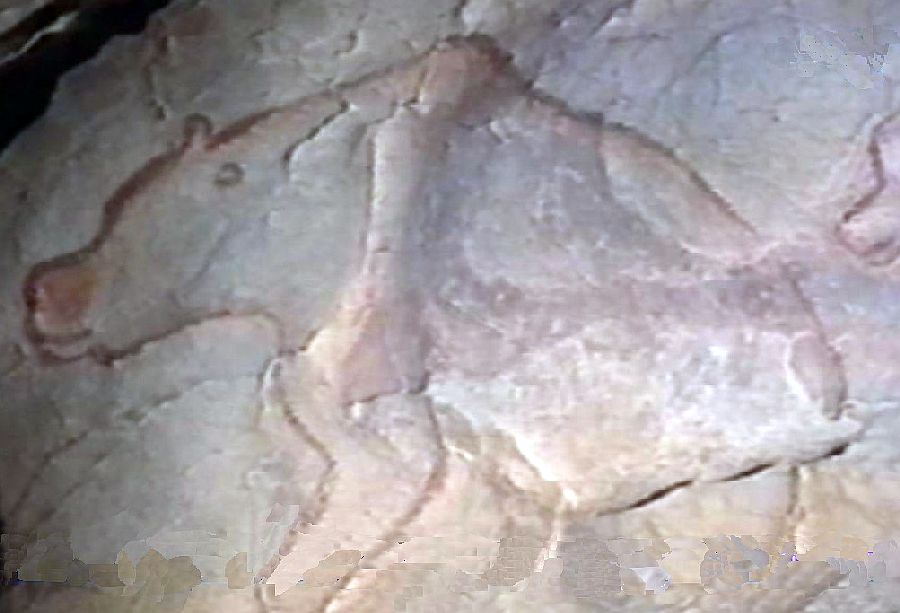 Ours des cavernes, grotte Chauvet