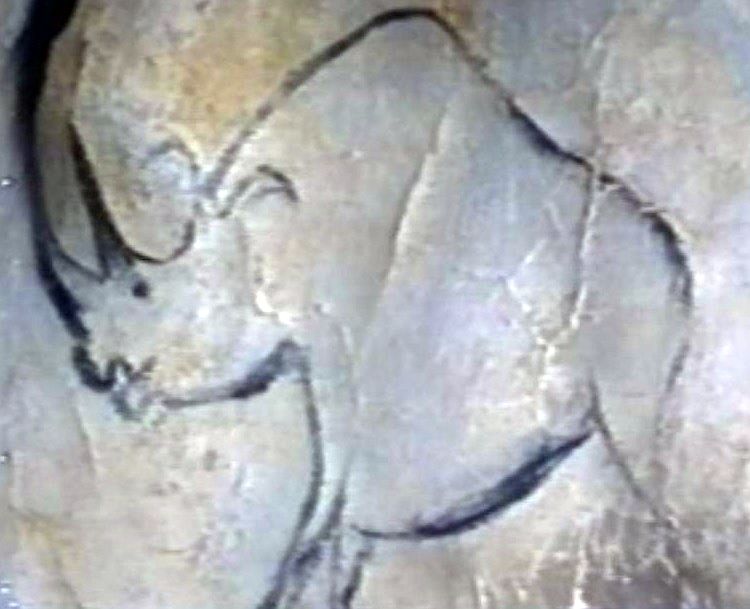 Rhinoc&eacute;ros grotte Chauvet