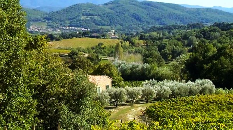 Vignes et oliviers, environs de Grignan