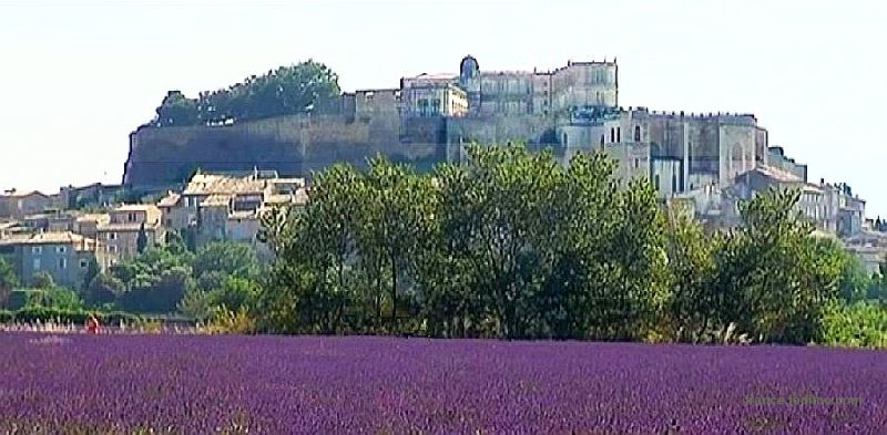 Champ de  lavandes devant Grignan,