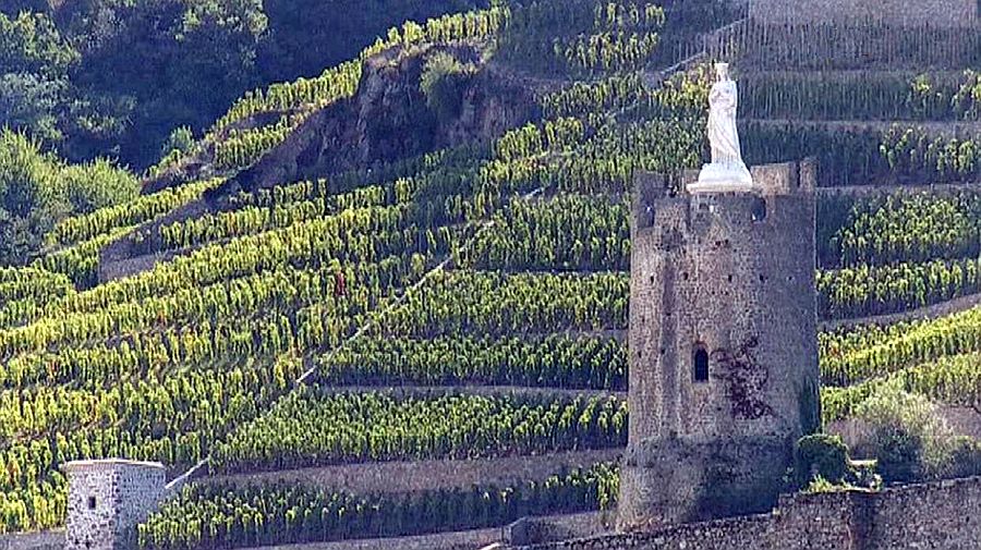 vignoble de Tain l'Hermitage