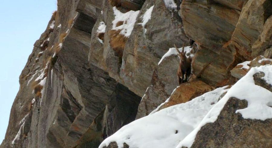 Bouquetin en Haute Savoie